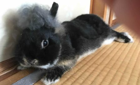 くわさん家のじじくん