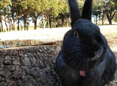 cocomamaさん家のココちゃん