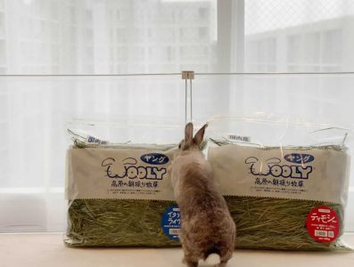 カイヌシさん家のもるくん