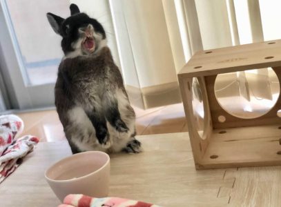 まーさん家のうーちゃん