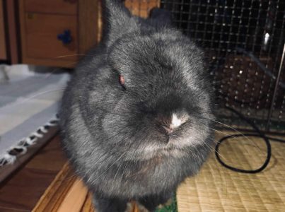 辻井一美さん家のしぐれちゃん