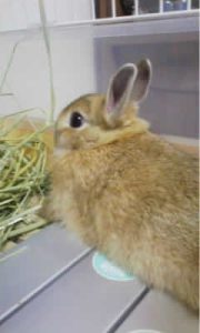 あやさん家のジャノくん