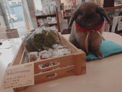 茶うさ番長さん家のさんきちくん