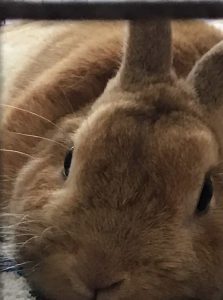 谷崎真弓さん家のパールくん