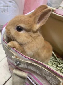 あやぱんさん家のくーちゃん