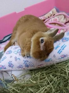 ゆずさん家のミミィちゃん