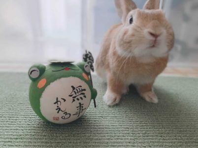 あいなさん家のひまわりくん