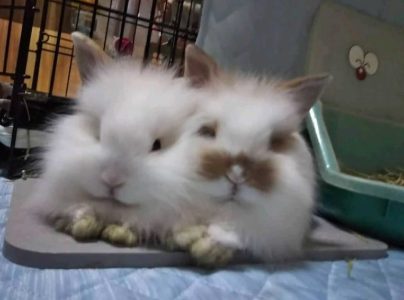 ぴぴうさぎさん家の日向＆柊ちゃん