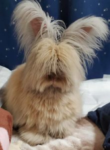 aliceさん家のティノちゃん