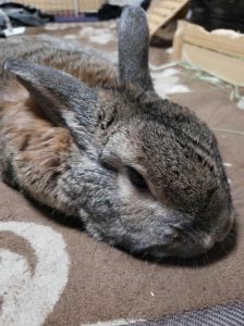 たどっちさん家のサクくん