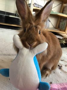 Heuerさん家のナナくん