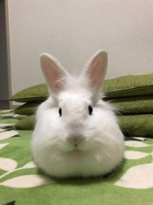 こはるママさん家のこはるちゃん