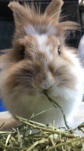 白玉さん家のエルちゃん