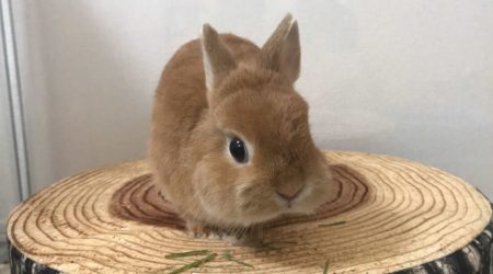 LALSさん家のおぼっちゃまくん