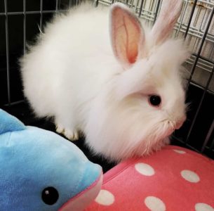 うさくら堂さん家のぽてまるちゃん