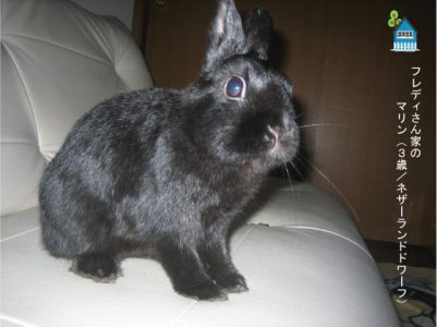 フレディさん家のマリンちゃん