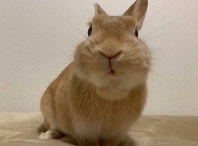 ひぃちゃんずマミィさん家のコロンくん