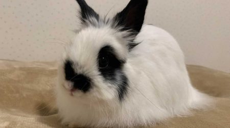 ひぃちゃんずマミィさん家のミルキーちゃん