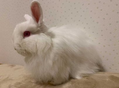 ひぃちゃんずマミィさん家のシュガーくん