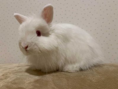 ひぃちゃんずマミィさん家のソルティちゃん