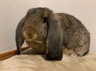 ひぃちゃんずマミィさん家のクレアちゃん