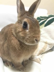 うさ山うさ子さん家のきなこちゃん