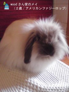 woodさん家のメイちゃん