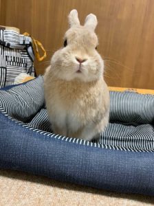 あかねさん家のラピくん