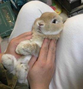 skeetさん家のマーベルくん