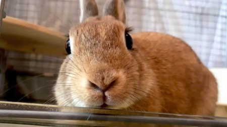 shokoさん家のフィンちゃん