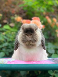 TOMさん家のぎんちゃん