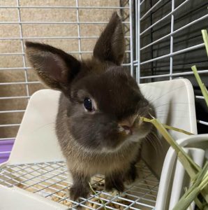 レオンママさん家のレオンくん