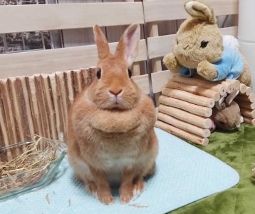 みっちゃんさん家のリブちゃん