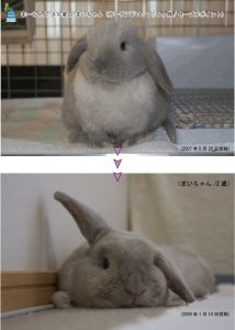 まーちゃんさん家のまいちゃん