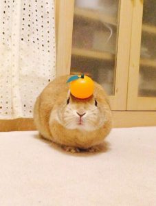 らんたママ♪さん家のらんちゃん