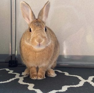 りなさん家のチューイくん