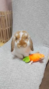 みどさん家の坊太郎くん