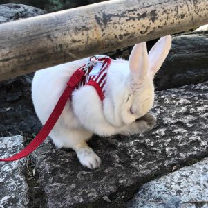 dan＆girlさん家のハッピちゃん