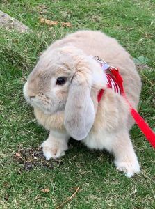 mamaDXさん家のむぎちゃん