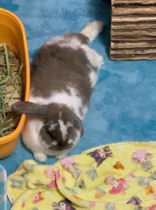 るいるいさん家のらむちゃん