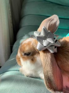 りさとさん家のミルキーちゃん