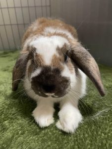 ひんちゃんママさん家のひんちゃん