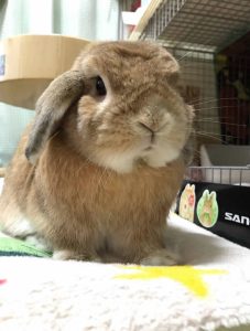 ぱんだうさぎさん家のぼっすんくん