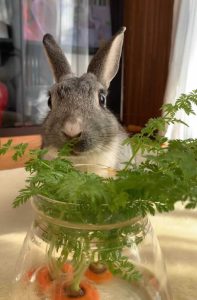 ホーキに乗った天使さん家の天ちゃん