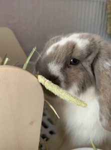 さっちゃんさん家のラムエルちゃん