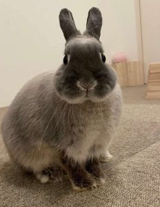 はせさん家のまるちゃん