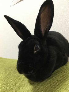 たかさん家のケイナちゃん