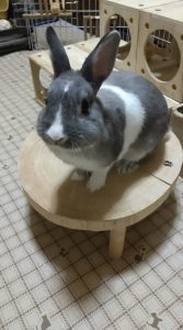 Mさん家のコロマルくん