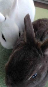 高瀬タカ子さん家のランちゃん＆ホトちゃん