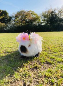 かつしんさん家の花ちゃん